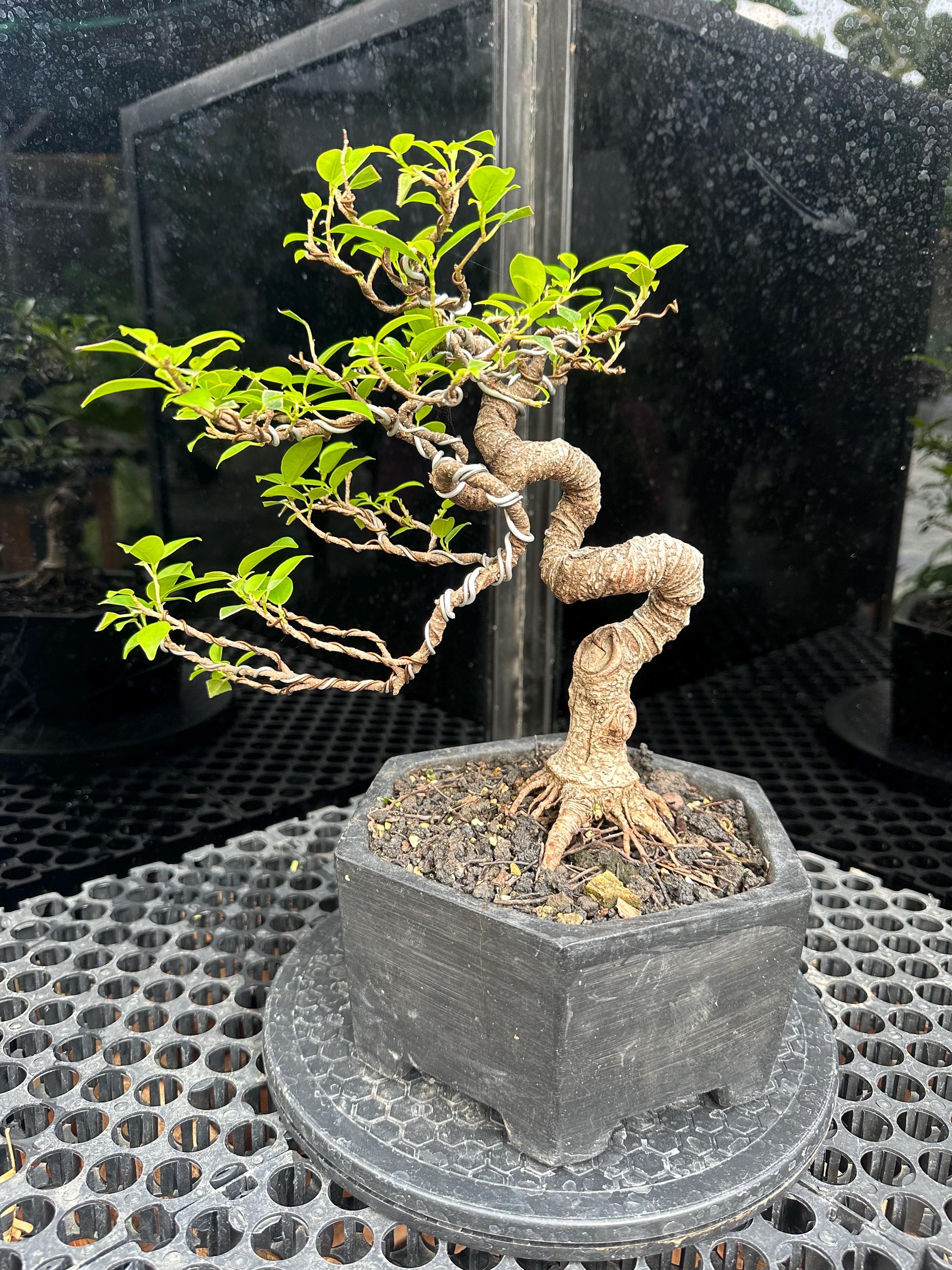 Life Tree. Bonsai Ficus Loa. Ficus Retusa. Tiger Bark. Small Size