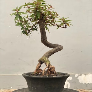 Puede incluir: Un bonsái con un tronco retorcido y hojas verdes con puntas rojas. El árbol está plantado en una maceta negra y redondeada. Las raíces son visibles en la base del tronco. El fondo es una pared gris claro lisa.