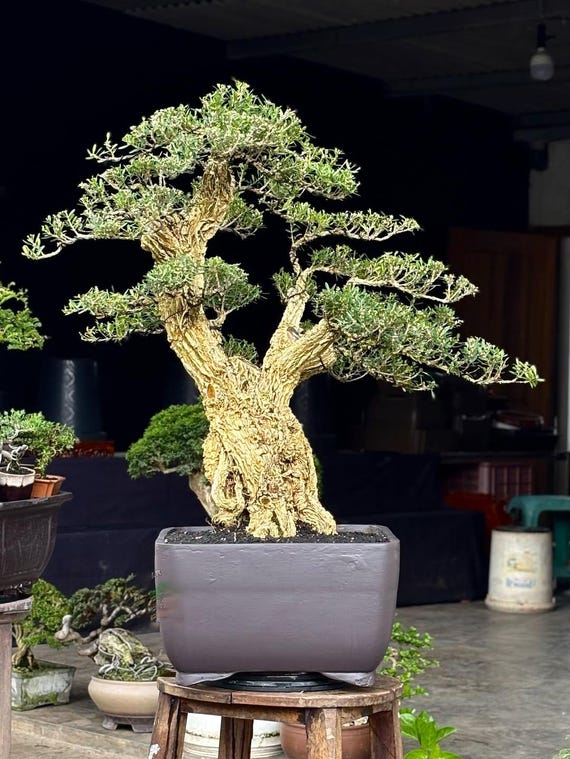 bonsai bunt The Little Book of Bonsai – Bonsai Tonight Store