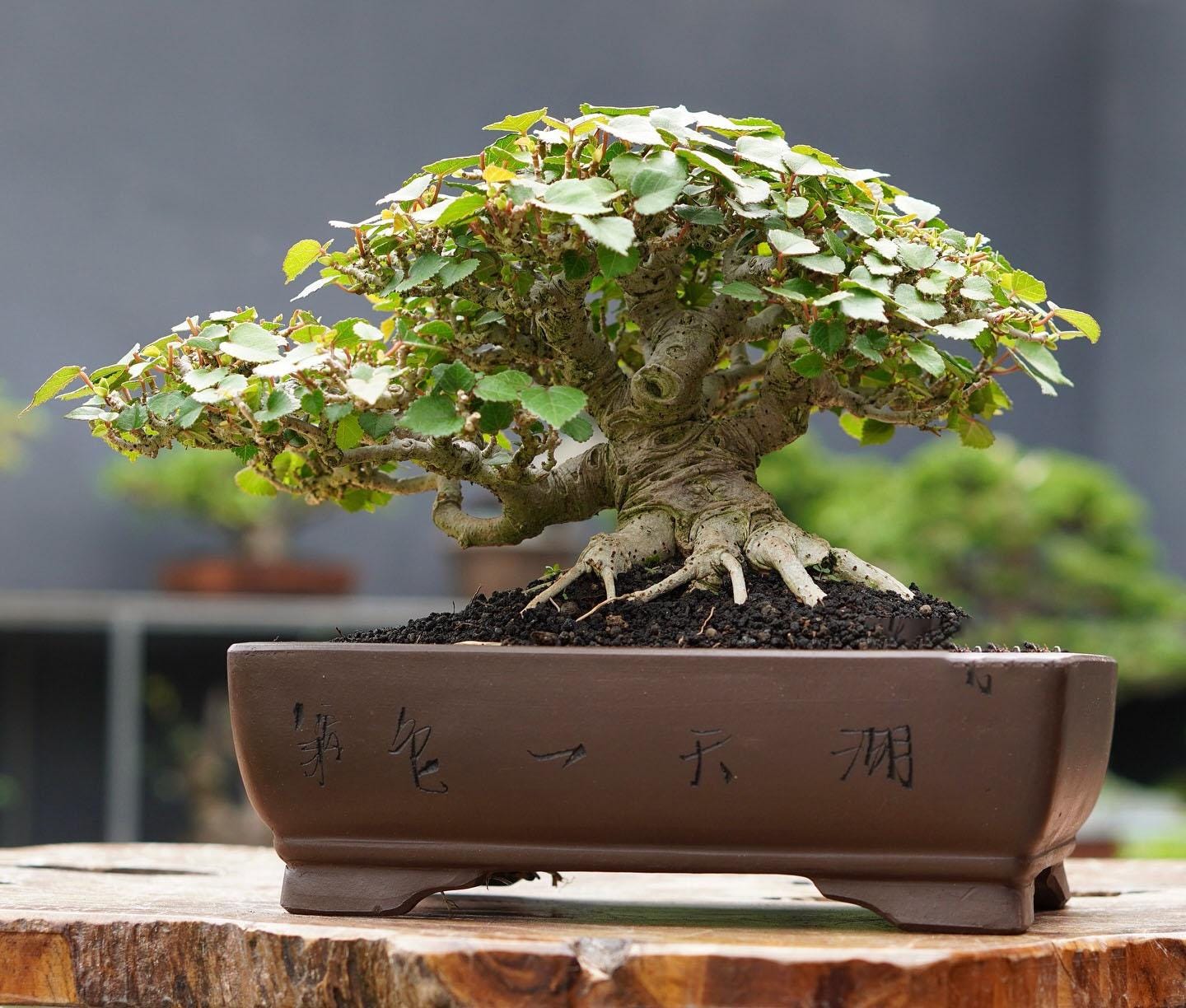 生命の木。盆栽の海ハイビスカス。リトルリーフリンデンが黄色い花を