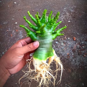 Puede incluir: Una planta de adenium obesum verde con múltiples ramas y un sistema de raíces grueso y blanco.