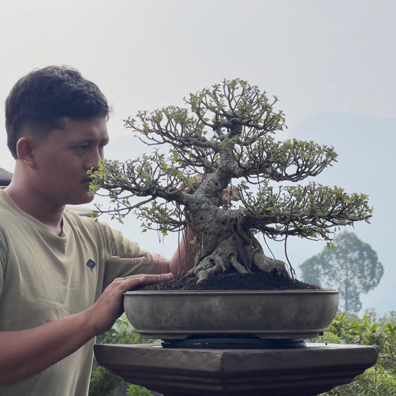 Lebensbaum. Bonsai Ficus retusa - Etsy.de