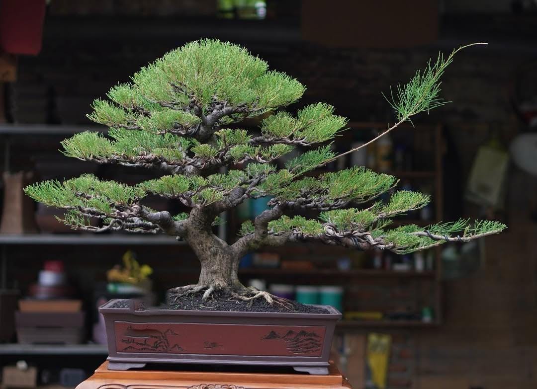 Life Tree. Bonsai Casuarina Equisetifolia - Etsy Canada