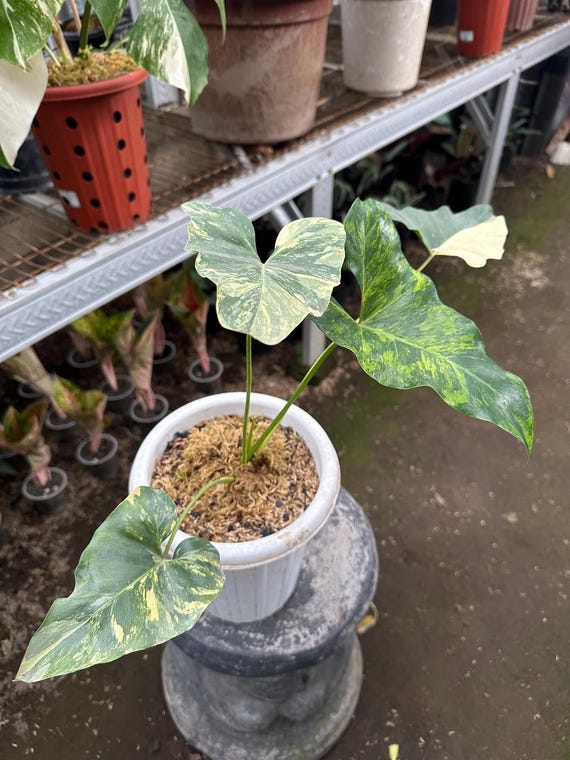 レア！Philodendron williamsii var NO2 Philodendron williamsii variegated ❗️❗️❗️ Dm 🇹🇭 (i