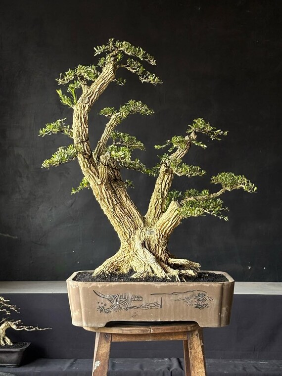 sakura bonsai tree for sale Bright Baum main image 0