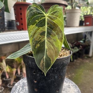 Philodendron Melanocheysum Variegated 3 Leaf