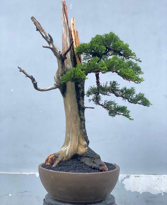 Lebensbaum. Bonsai Juniperus Chinensis - Etsy sterreich