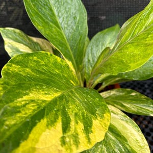 Anthurium Jemanii Cobra Variegated. Big Size Free Phytosanitary