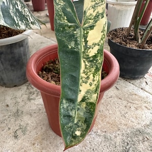 Philodendron Billietiae Variegated one Leaf