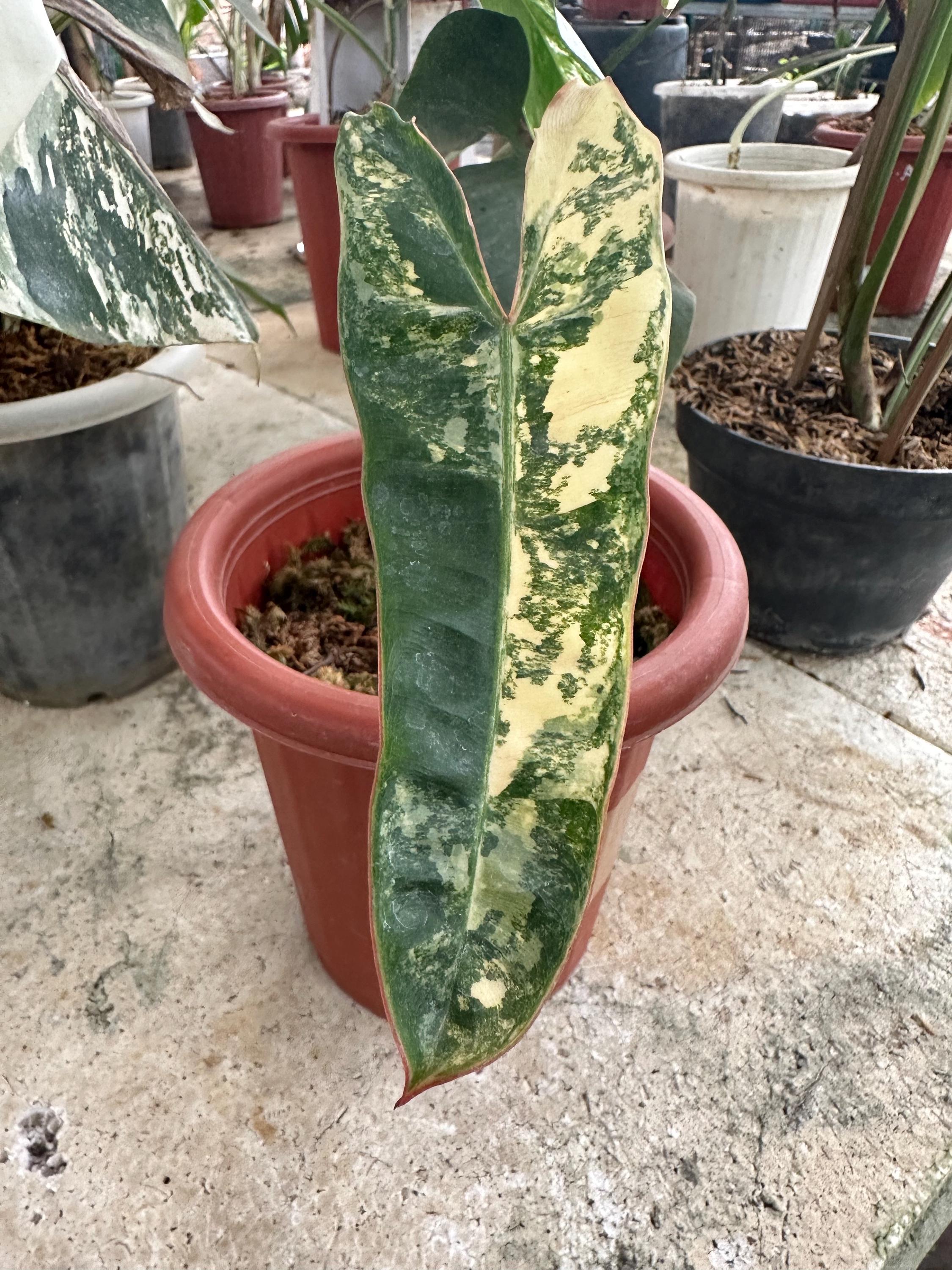 Zamioculcas variegata - Etsy 日本