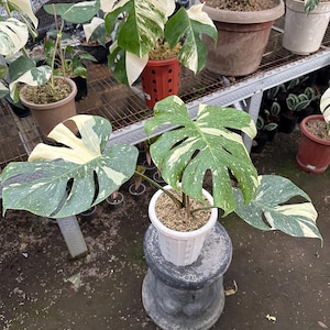 Monstera Thai Constellation Variegated 3 Leaf big size