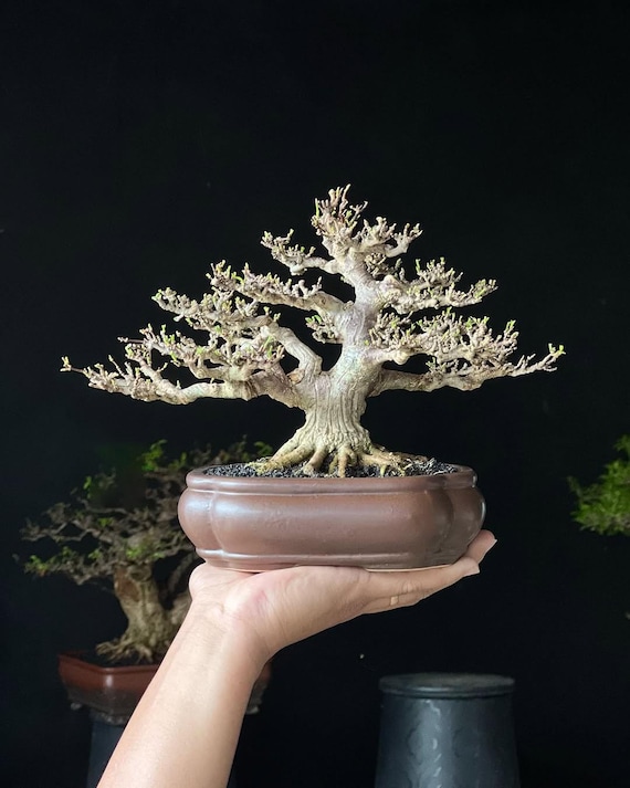 Lebensbaum. Bonsai Wasser Jasmin. Wrightia religiosa - Etsy sterreich