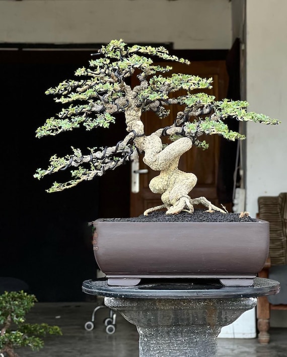 Lebensbaum. Bonsai Feroniella lucida - Etsy sterreich