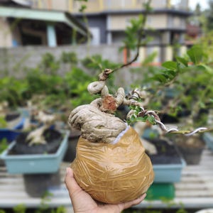 Puede incluir: Un árbol bonsái con un tronco grueso y nudoso y ramas envueltas en papel marrón. El árbol está en maceta en una maceta marrón y está siendo sostenido por una mano.