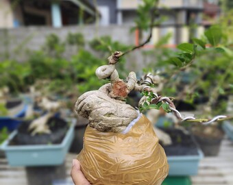 生命の木。盆栽ジュニペルス・シネンシス - Etsy 日本