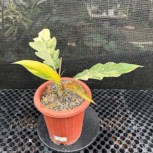 Actual Plant. Philodendron Caramel Marble Variegated. Free Phytosanitary