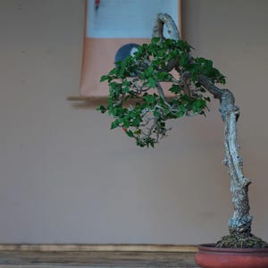 Puede incluir: Un árbol bonsái con hojas verdes y un tronco marrón retorcido en una maceta de terracota. El árbol está delante de una pared con un rollo colgado.