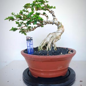 Op de afbeelding: Een bonsaiboom met groene bladeren en een dikke, gedraaide stam. De boom staat in een bruine keramische pot met een zwarte schotel. Een blauwe aansteker is zichtbaar op de achtergrond.