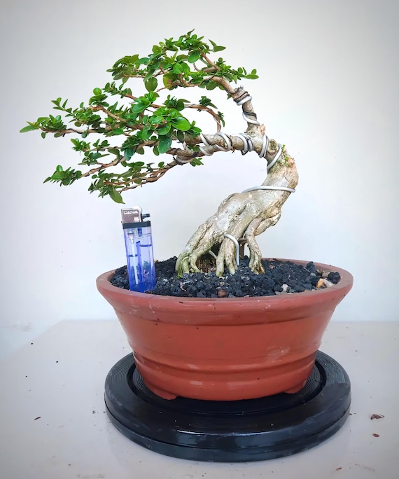 Prawdziwe drzewo. Bonsai Premna Microphylla w stylu pkaskadowym - Etsy  Polska