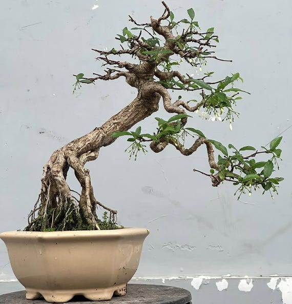Bonsai Baum. BONSAI Wasserjasmin. Wrightia religiosa - Etsy.de