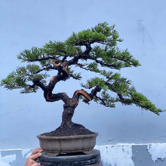 levitating bonsai tree FantasyPot™ Hand-Made Stone Design Levitating Bonsai Pot