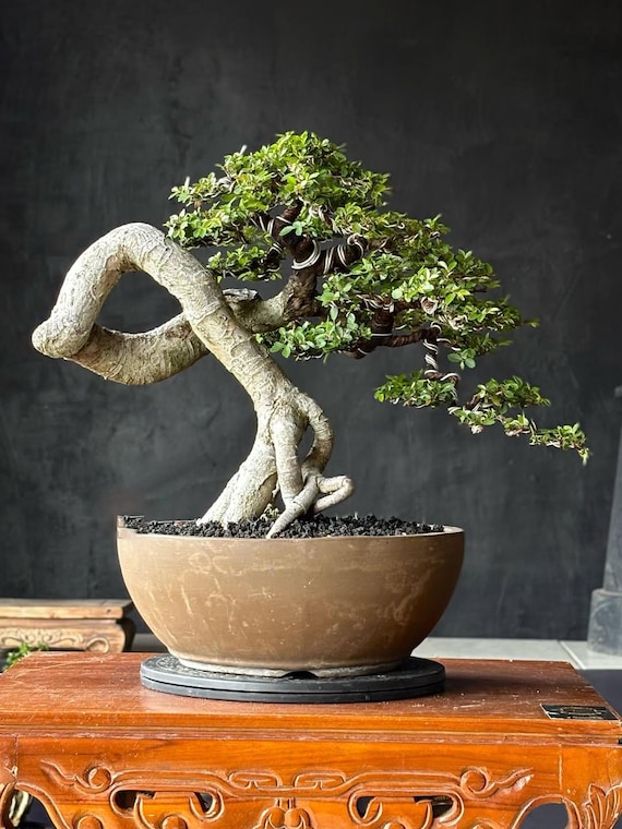 Bonsai Tree. BONSAI Ulmus Parvifolia. Chinese Elm - Etsy Denmark