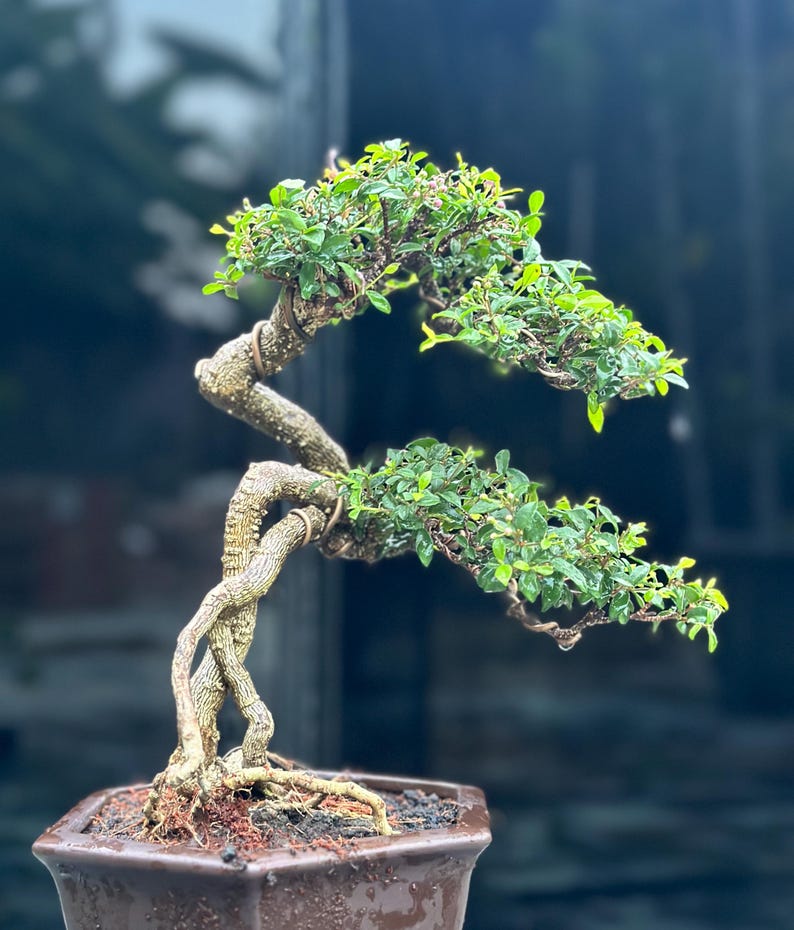 Life Tree. Bonsai Malpighia Glabra Sakura Micro Etsy