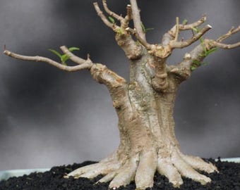 Wrightia Religiosa (Water Jasmine) Bonsai Seeds - 10 Seeds, Mok, Benth - Grow Your Own Bonsai Tree