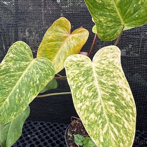 Philodendron painted lady. Free Phytosanitary