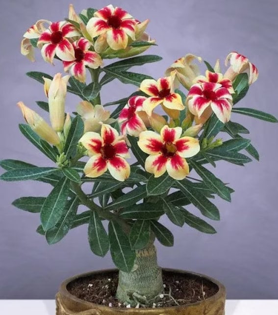 Wüstenrose Adenium - Winterharte Zimmerpflanze Mit Großen Blüten