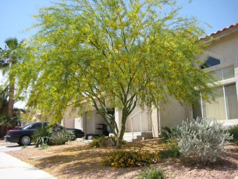 30 Blue Palo Verde Tree Seeds Etsy