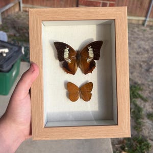 Peut inclure: Un présentoir encadré avec deux papillons. Le plus grand papillon a des ailes marron avec des marques blanches et marron foncé. Le plus petit papillon est de couleur marron uni. Le cadre est en bois clair avec un fond blanc.