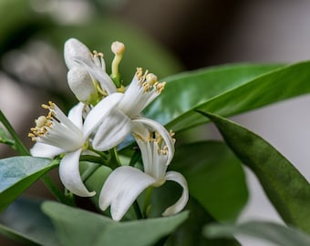Orange Tree Blossoms Blooming Photo — Botanical Print, Floral Wall Decor, Peaceful Wall Art, Home Office Decoration, Nature Photography