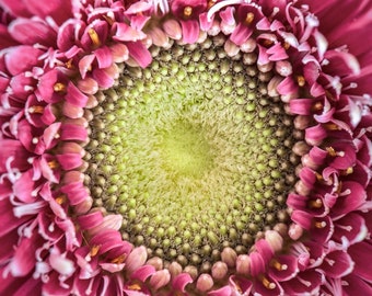 Photograph of Pink and Yellow Flower -- Photography Print, Macro Photography, Wall Decor, Home Decor, Wall Art, Room Decor, Photo, Print