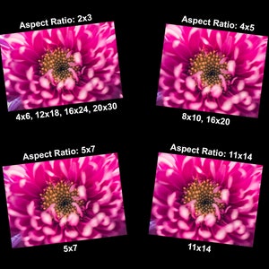 May include: Close-up image of a pink flower with white edges. The flower has a yellow center with many small, yellow petals. The image shows different aspect ratios for cropping the image: 2x3, 4x5, 5x7, and 11x14. The image also shows the corresponding dimensions for each aspect ratio.
