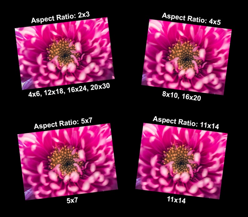 May include: Close-up image of a pink flower with white edges. The flower has a yellow center with many small, yellow petals. The image shows different aspect ratios for cropping the image: 2x3, 4x5, 5x7, and 11x14. The image also shows the corresponding dimensions for each aspect ratio.