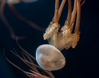 Flame Jellyfish Print -- Sea Life Photograph, Tropical Ocean Life, Aquatic Life Wall Decor, Marine Life Wall Art, Gift for Nature Lovers