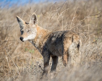 Wild Coyote Wall Decor — Nature Photography, Animal Print, Photograph for Animal Lovers, House Warming Gift for Nature Lovers, Hiking Photo