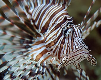 Lionfish Photography Print -- Tropical Fish, Sea Life, Ocean Life, Aquatic Life, Marine Life, Wall Decor, Home Decor, Wall Art, Room Decor