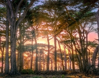 Colorful Sunset Through Trees — Sunbeams at Dusk, Nature Photography, Inspirational Wall Art, Peaceful Sunrays Wall Art, The Great Outdoors