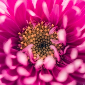 May include: Close-up of a vibrant pink flower with a yellow center. The petals are soft and delicate, creating a beautiful floral image.