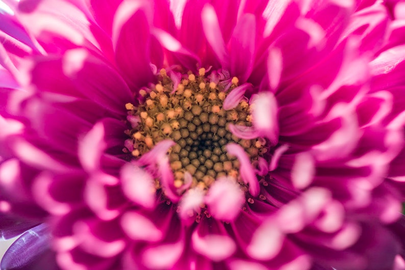 May include: Close-up of a vibrant pink flower with a yellow center. The petals are soft and delicate, creating a beautiful floral image.