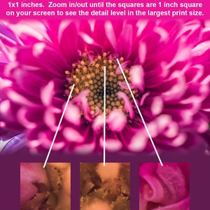 May include: Close-up of a pink flower with a yellow center. The image is divided into three sections, each showing a different part of the flower at a higher magnification. The text "When printed at 24x36 inches (2x3 feet), the squares would be 1x1 inches. Zoom in/out until the squares are 1 inch square on your screen to see the detail level in the largest print size." is visible at the top of the image.