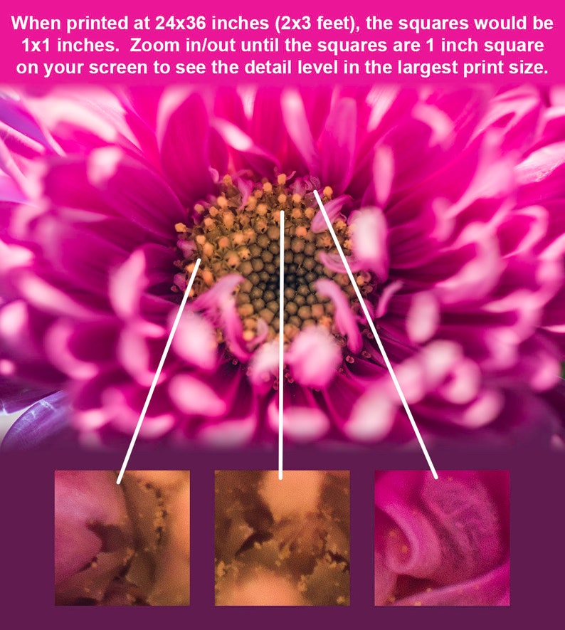 May include: Close-up of a pink flower with a yellow center. The image is divided into three sections, each showing a different part of the flower at a higher magnification. The text "When printed at 24x36 inches (2x3 feet), the squares would be 1x1 inches. Zoom in/out until the squares are 1 inch square on your screen to see the detail level in the largest print size." is visible at the top of the image.