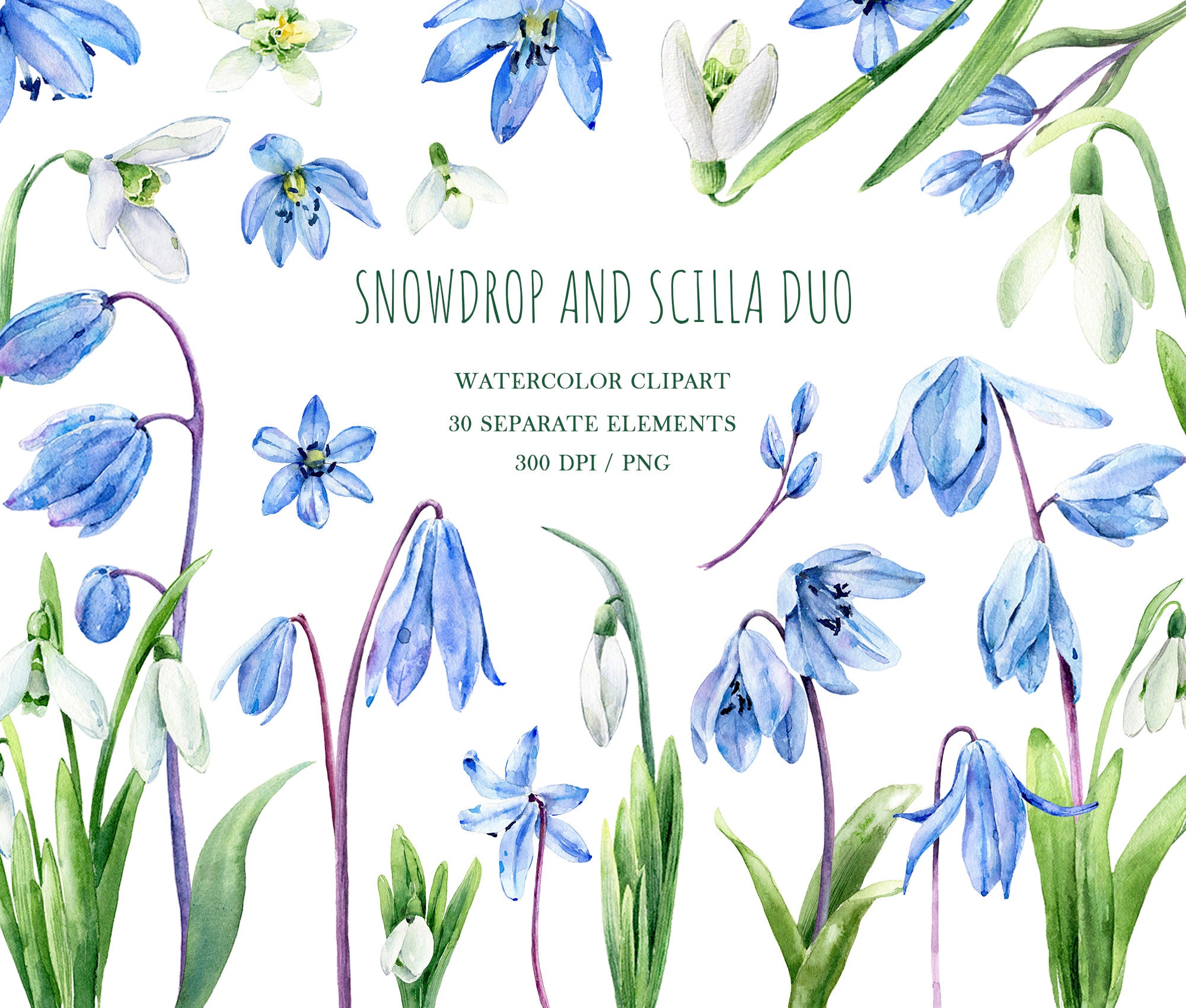 Easter flowers png Snowdrops and scilla botanical clip art Early spring flowers non-seamless border watercolor clipart