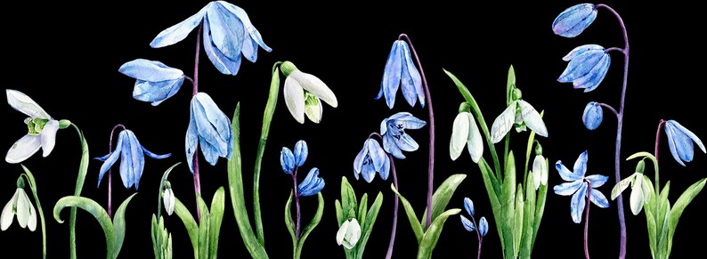 Easter flowers png Snowdrops and scilla botanical clip art Early spring flowers non-seamless border watercolor clipart