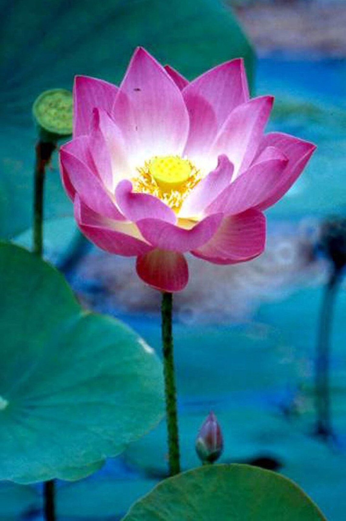 Lotus Pod Make Silicone Veiner Molds, Artificial Flower, Cake