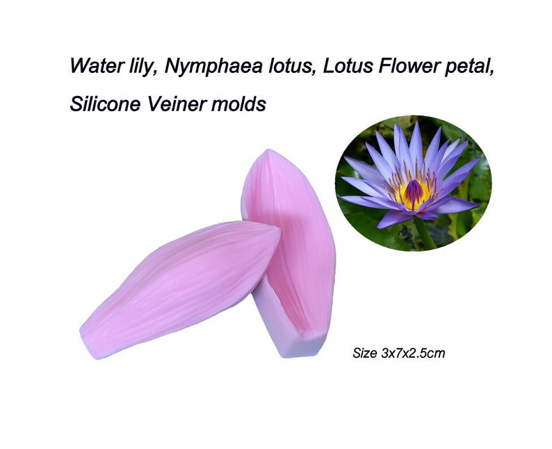Water lily, Nymphaea lotus, lotus Flower Petals Silicone Veiner molds Clay flowers Artificial flowers, DIY tool, Cake Decorating tools. image 2