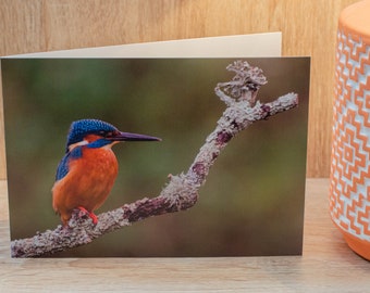 Kingfisher on branch Greetings Card. Kingfisher Greetings Card, Kingfisher Card, Bird Card, Wildlife Card, Greetings Card, Nature Card