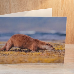 Futtersuche Otter Wildlife Grußkarte, Otter, Otter Foto, Otter Karte, Grußkarte, Blanko Karte, Karte, Tierkarte, Wildtierkarte